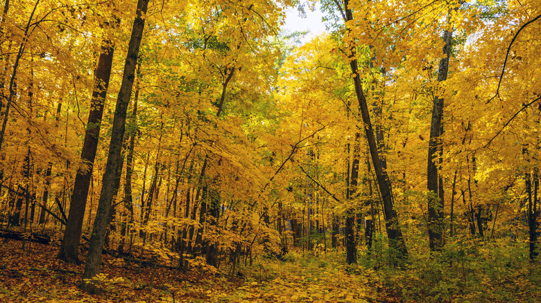 The Baraboo Bluffs are ablaze in fall colors at Devils Lake State Park in Merrimac, Wisconsin
