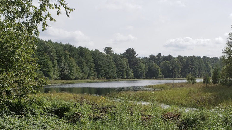 A glimpse of Amacoy Lake buried deep within the lush green Northwoods.