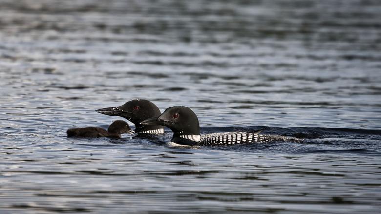 A pair of loons swimming in a lake in Mercer, Wisconsin