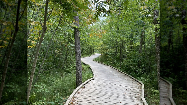 A boardwalk through the trees on the Green Circle State Trail, Wisconsin