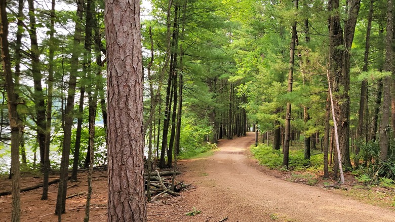 A dirt path winding through lush woodlands, Green Circle State Trail in Stevens Point