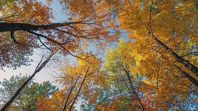 Fall colors in the tree canopy in Wisconsin