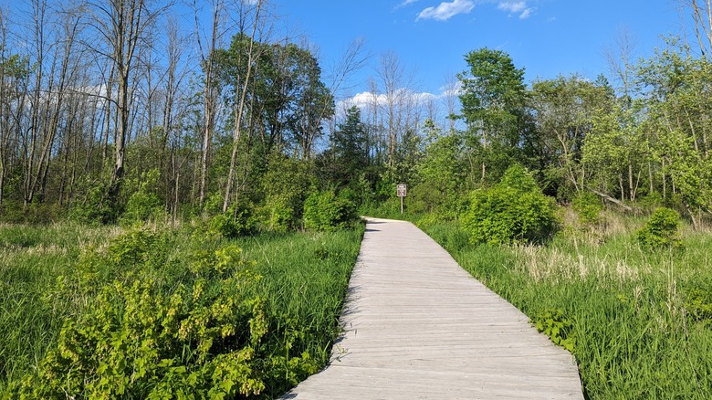 A boardwalk at Lion's Den Gorge Nature Preserve in Grafton, Wisconsin