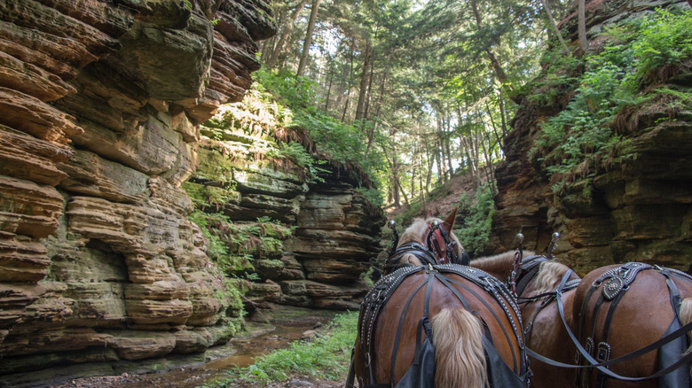 Duo of chestnut horses in a lush canyon