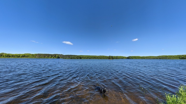 Lake at Straight Lake State Park, Wisconsin, with a dog in the water and lush trees in the distance