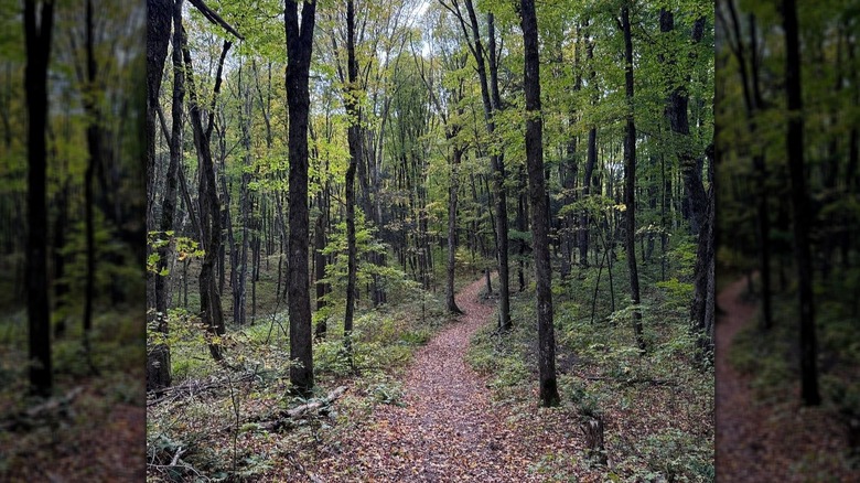Path at Ed's Lake National Recreation Trail