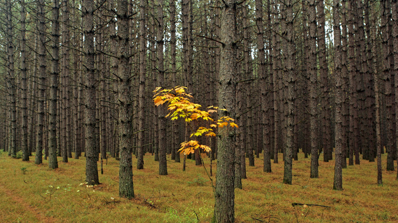 Trees in the Nicolet National Forest