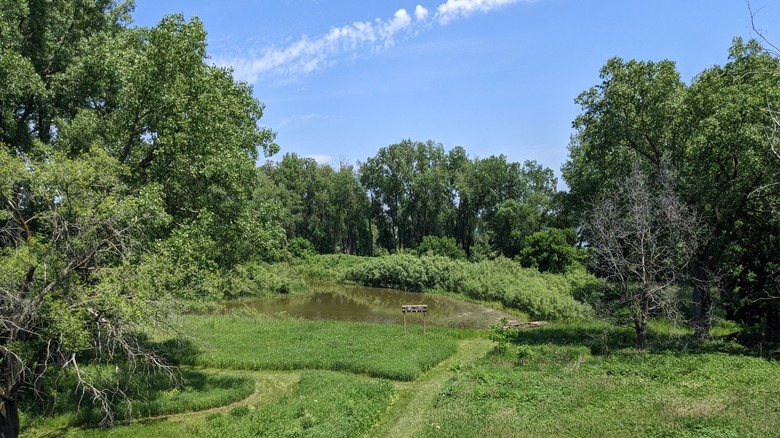 Lush green grass and tall trees lining a path at Capital Springs State Recreation Area, Madison, Wisconsin