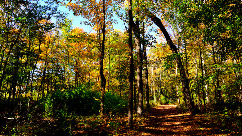 A hiking path cuts through autumnal foliage at Petrifying Springs Park