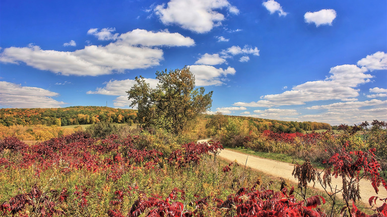Colorful wildflowers and prairie on the Military Ridge State Trail in Wisconsin