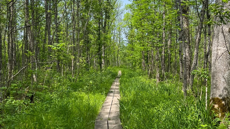 A thin wooden platformed path through the forest with tall grass and towering trees around it