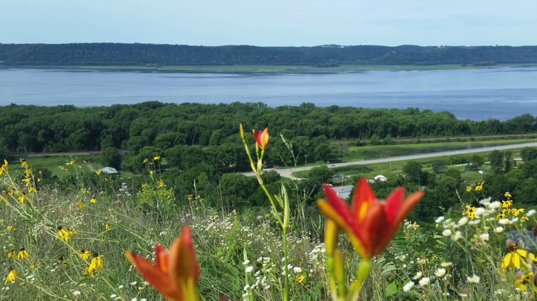 wildflowers on the bluff overlooking the mississippi river