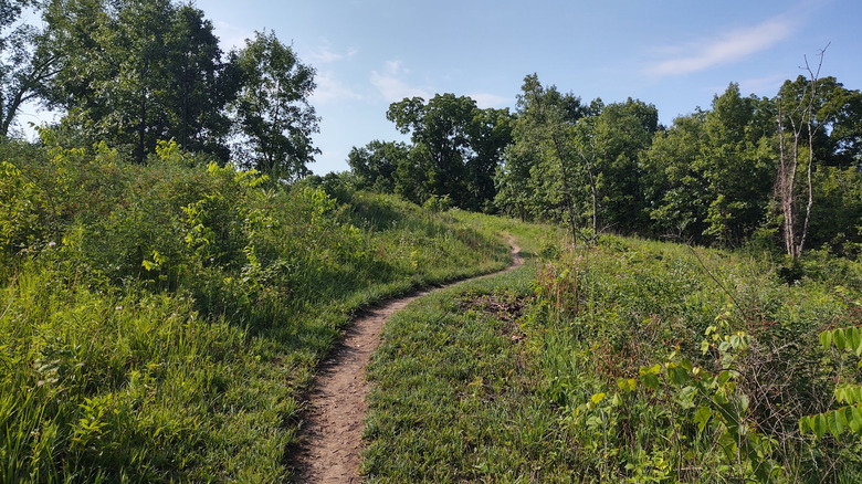 Winding trail fringed by shrubs in Cross Plains State Park, Wisconsin