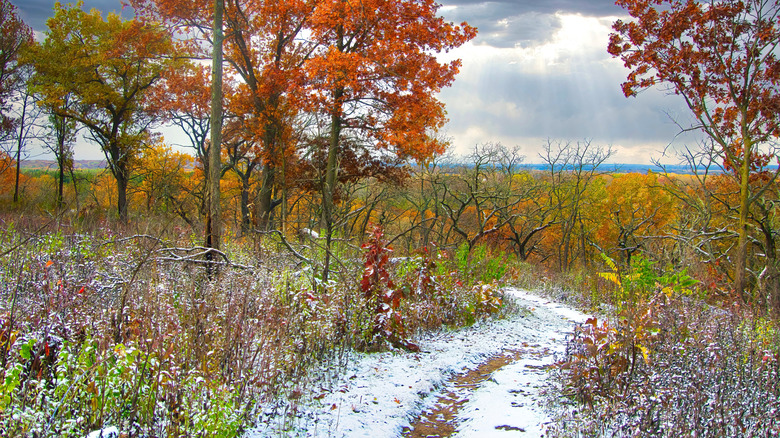 Snowy path with autumn foliage