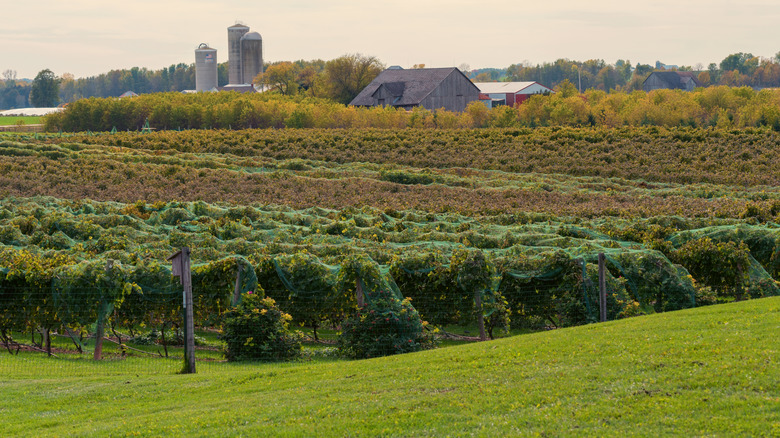 Vineyards in the Green Bay area, Wisconsin