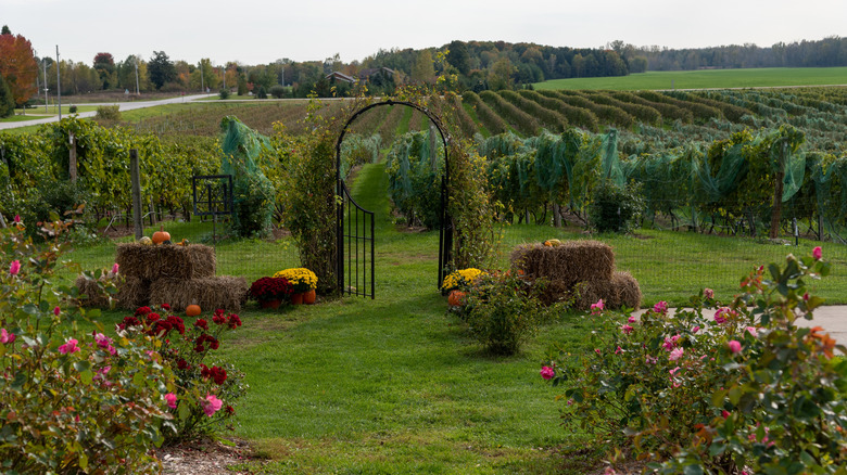 Vineyards on the Niagara Escarpment, Wisconsin