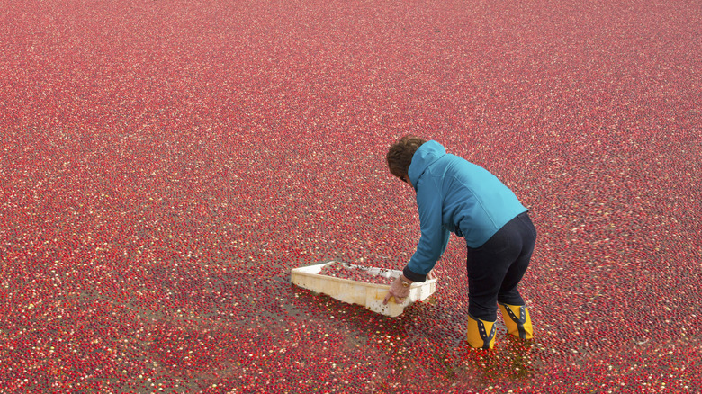 Farmer harvesting cranberries from a bog
