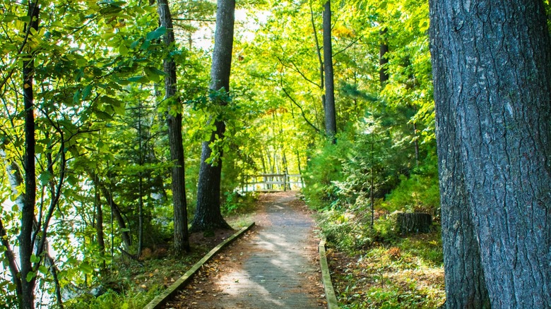 A wooden walking path surrounded by trees with the lake semi-visible through the leaves