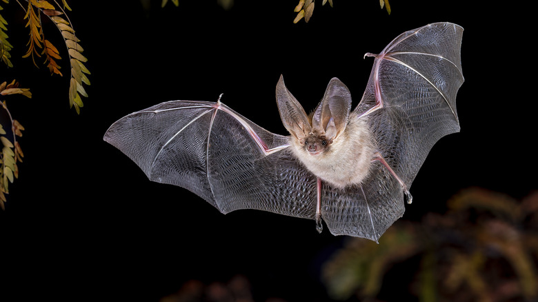 Flying bat at night