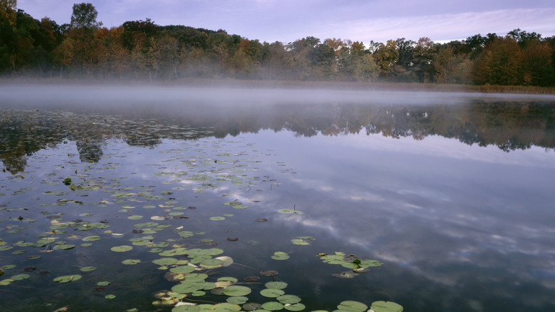 Lily pads lie on the water while mist swirls along the Round Lake shore at WJ Hayes State Park in Lenawee County