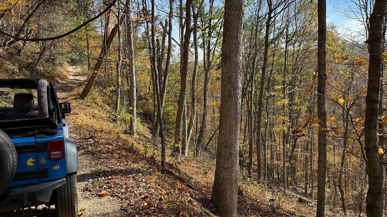 Picture of the forest within the Wolf Den Run State Park in Maryland