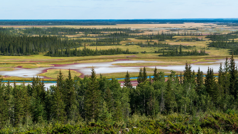 Trees, river, and colorful salt plain in Wood Buffalo National Park