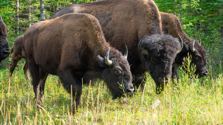 Bison grazing in Wood Buffalo National Park, Canada