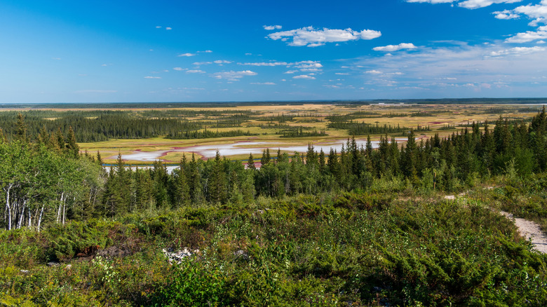 Aerial view of the landscape of Wood Buffalo National Park in Alberta