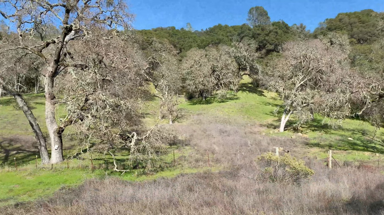 trees in a field at Wragg Ridge Preserve in Napa Valley, California