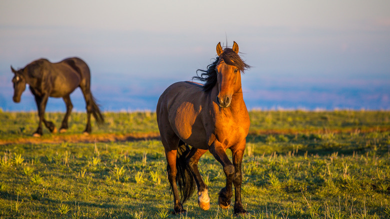 Wild horses roam the landscape near Lovell, Wyoming, painted in the glow of the setting sun.