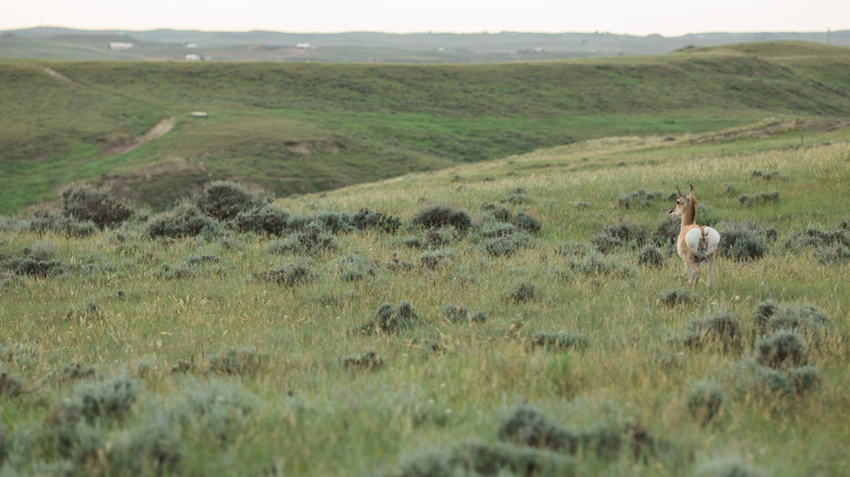 pronghorn antelope on Gillette prairieland.