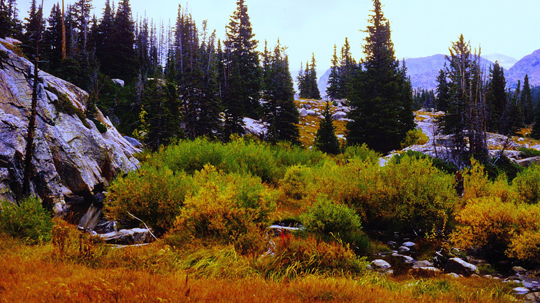 Bighorn National Forest in the fall