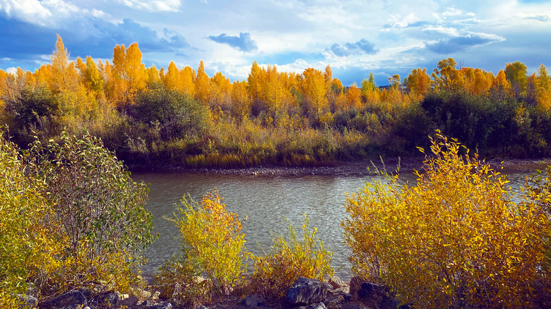Trees flutter fall colors by Bear River