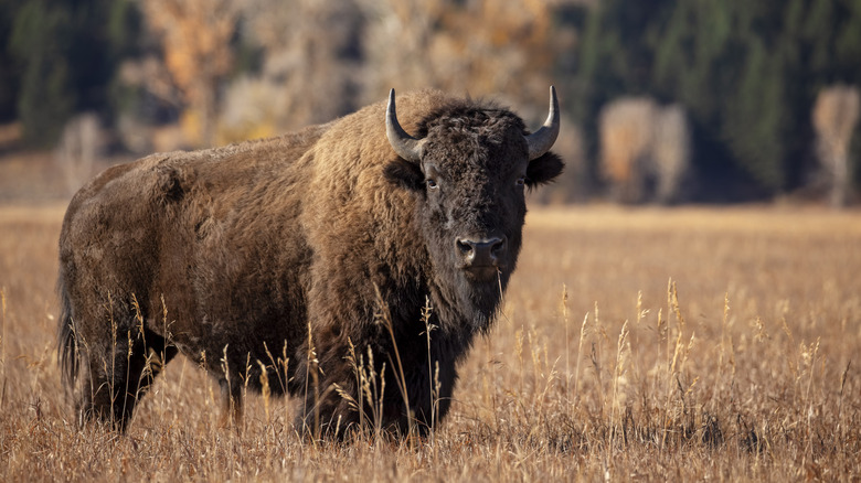 Bison standing in grassland