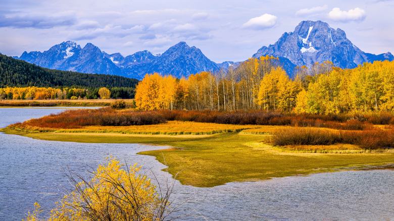 golden aspens and with mountains behind them