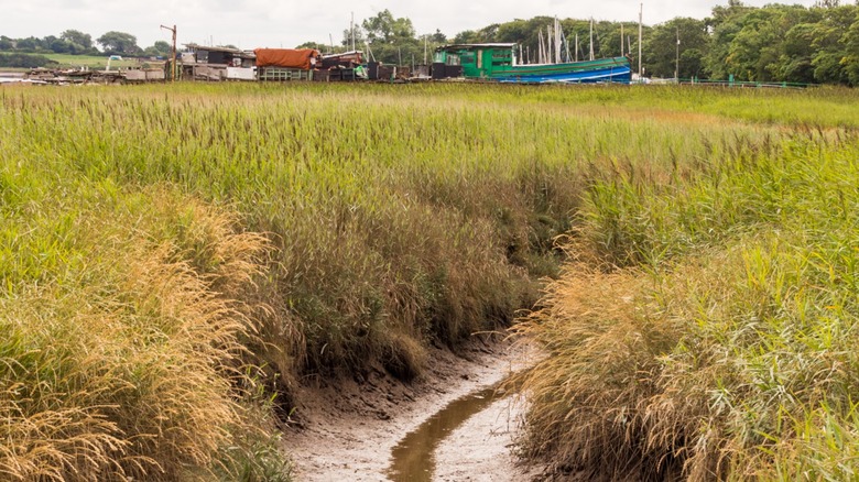 A pathway winds through tall grass at Wyre Estuary Country Park