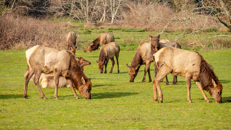 elk in a Meadow near Nehalem, Oregon