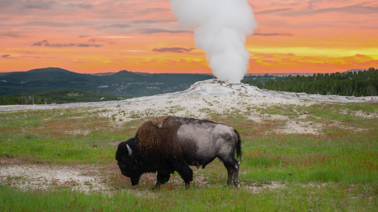 A bison in front of the Old Faithful Geyser in Yellowstone National Park at sunset