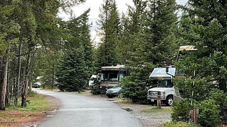 RVs and motor homes parked in Fishing Bridge RV campgrounds surrounded by trees in Yellowstone National Park