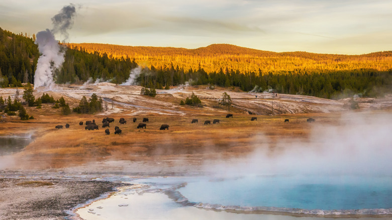 Bison grazing between geysers and geothermal pools in Yellowstone National Park at sunset
