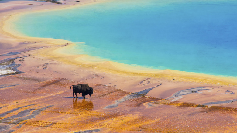 Buffalo near a hot spring at Yellowstone National Park