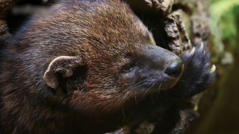 Pacific fisher's face in yosemite