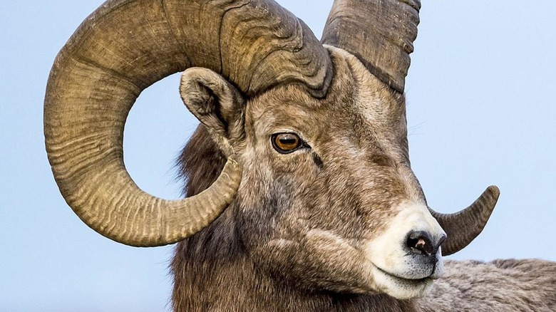 An impressive sierra nevada bighorn sheep