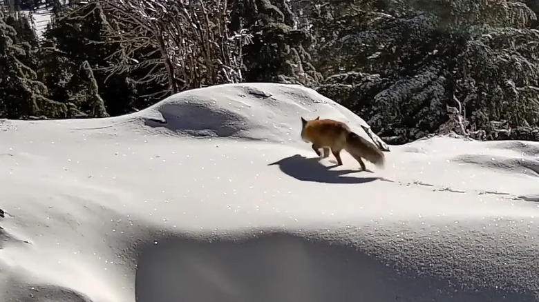 A Siera Nevada red fox running through Lassen Volcanic National Park