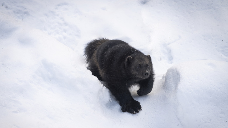 wolverine in the snow
