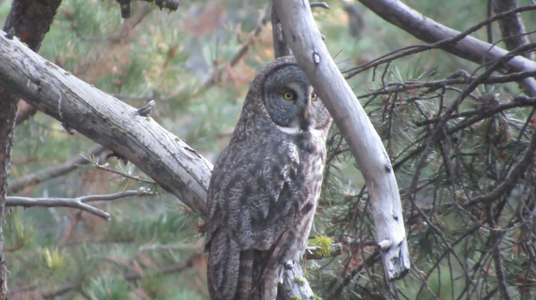 A great gray owl in the trees yosemite