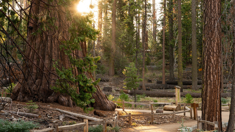 Mariposa Grove