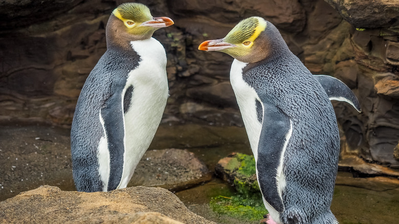 Yellow-eyed penguins 