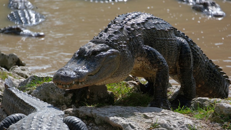 American alligator in the Florida Everglades