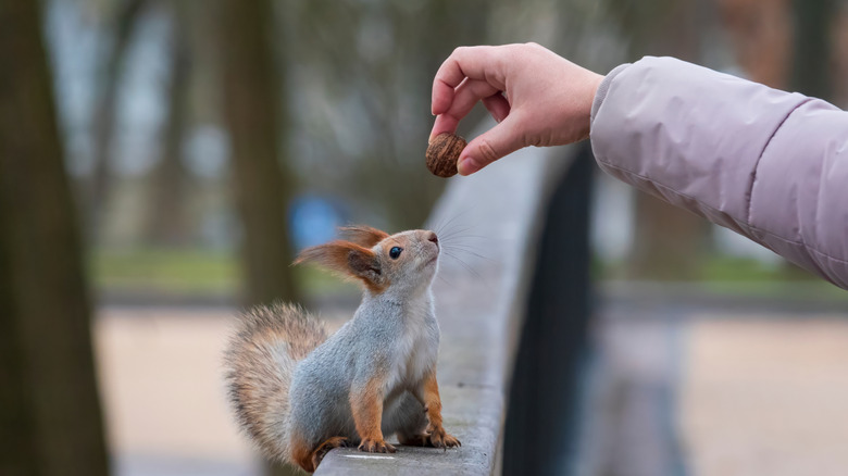 Person feeding a wild squirrel